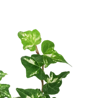 Ivy, 4in, English