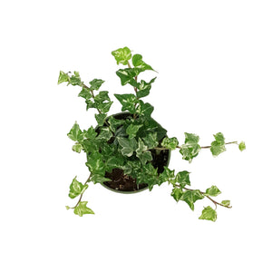 Ivy, 4in, English