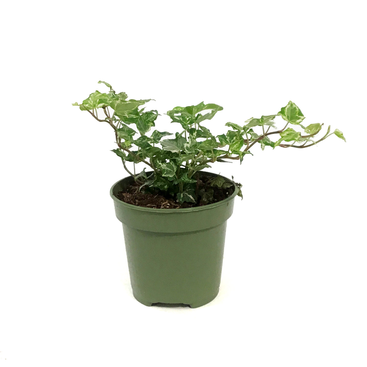 Ivy, 4in, English