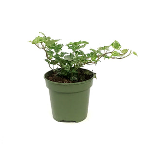 Ivy, 4in, English