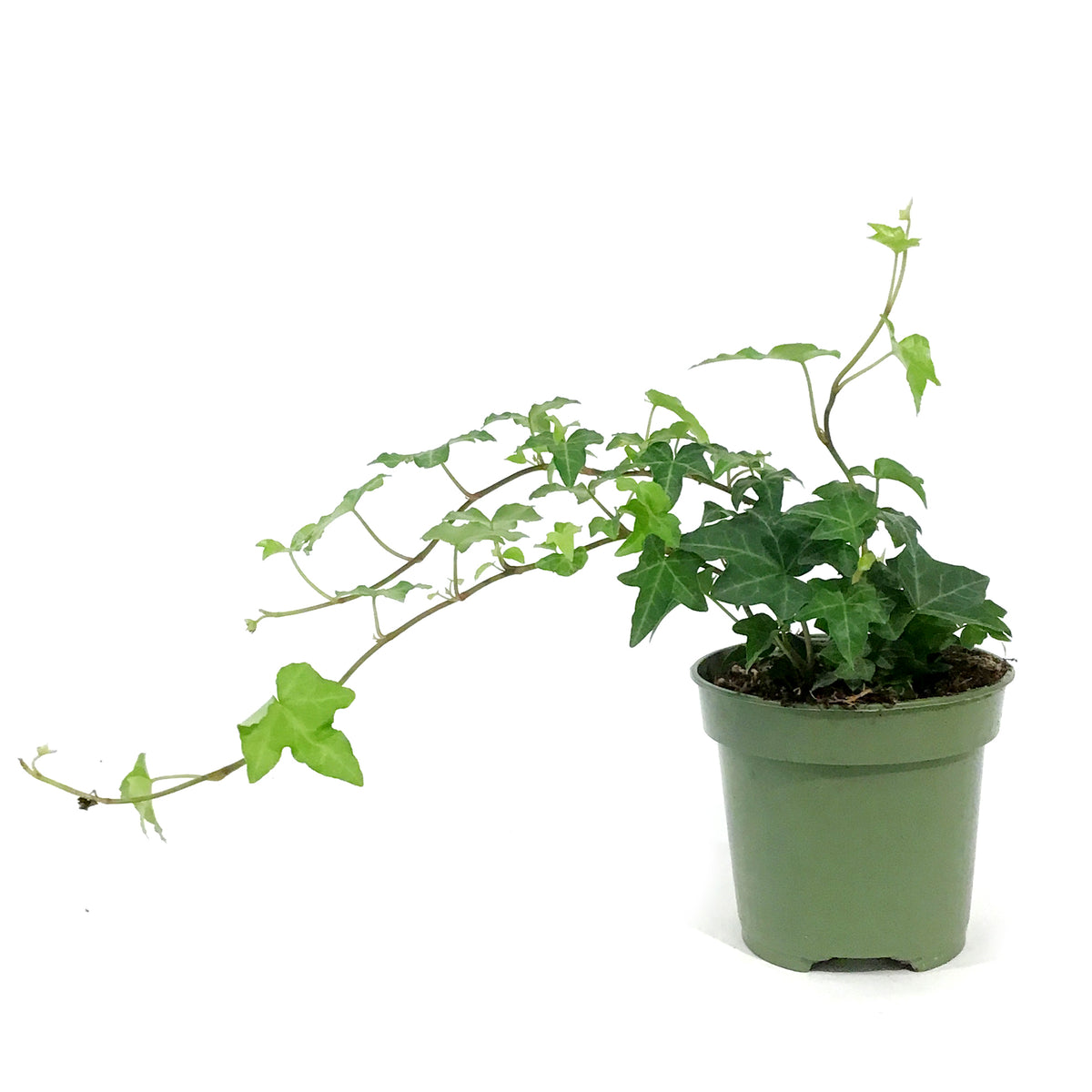Ivy, 4in,Raf