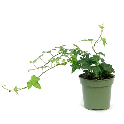 Ivy, 4in,Raf