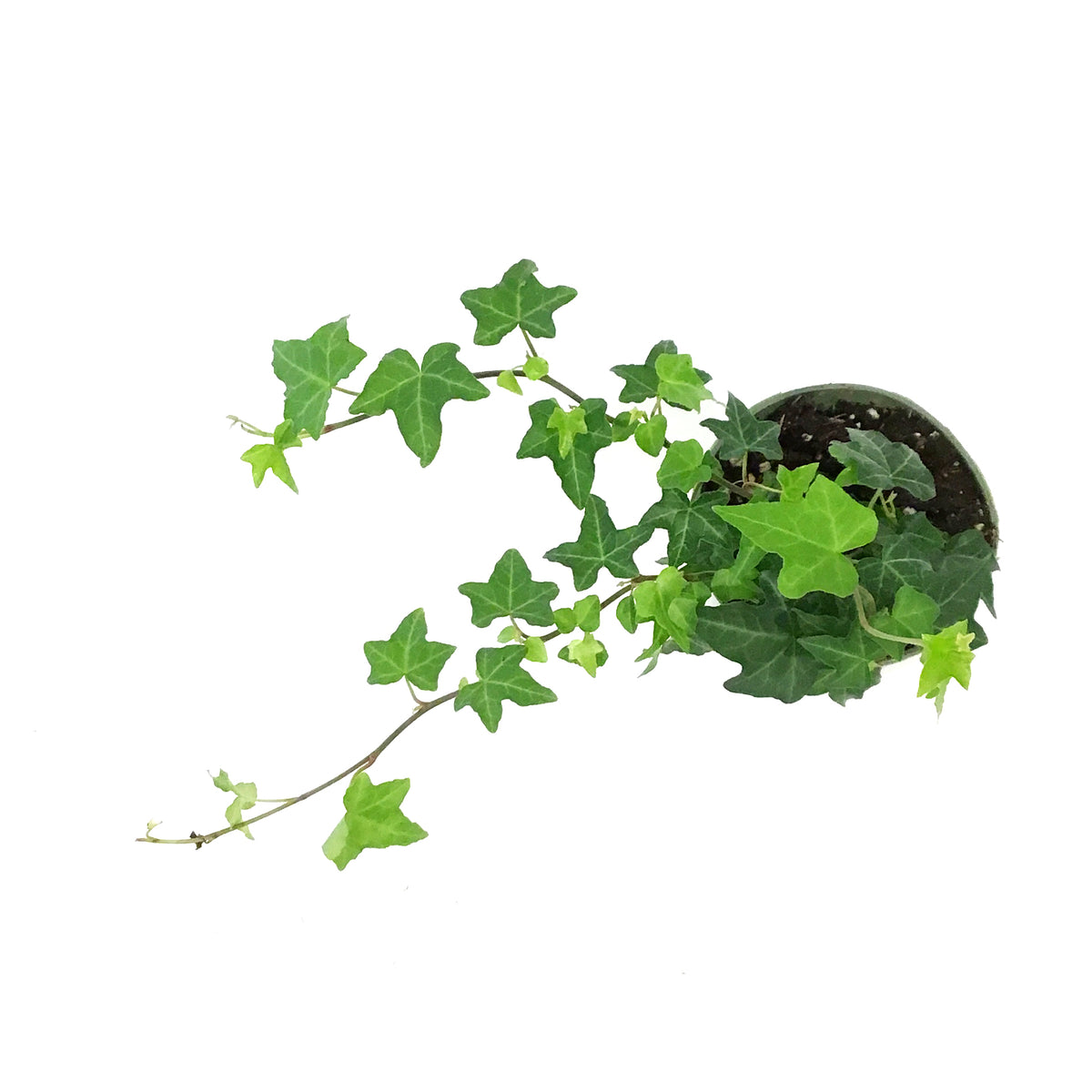 Ivy, 4in,Raf