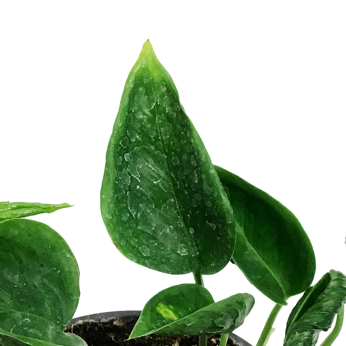 Pothos, 4.5in, Shangri La