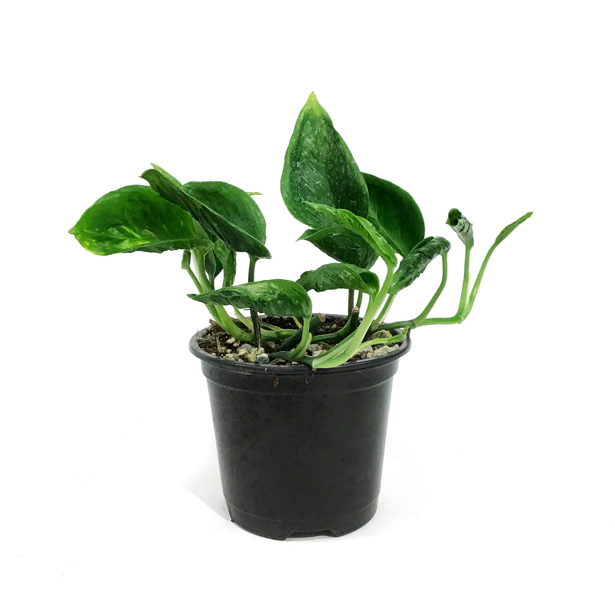 Pothos, 4.5in, Shangri La