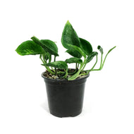 Pothos, 4.5in, Shangri La