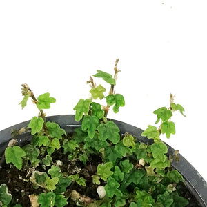 String of Frogs, 4.5in, Ficus pumila 'Quercifolia'