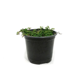String of Frogs, 4.5in, Ficus pumila 'Quercifolia'