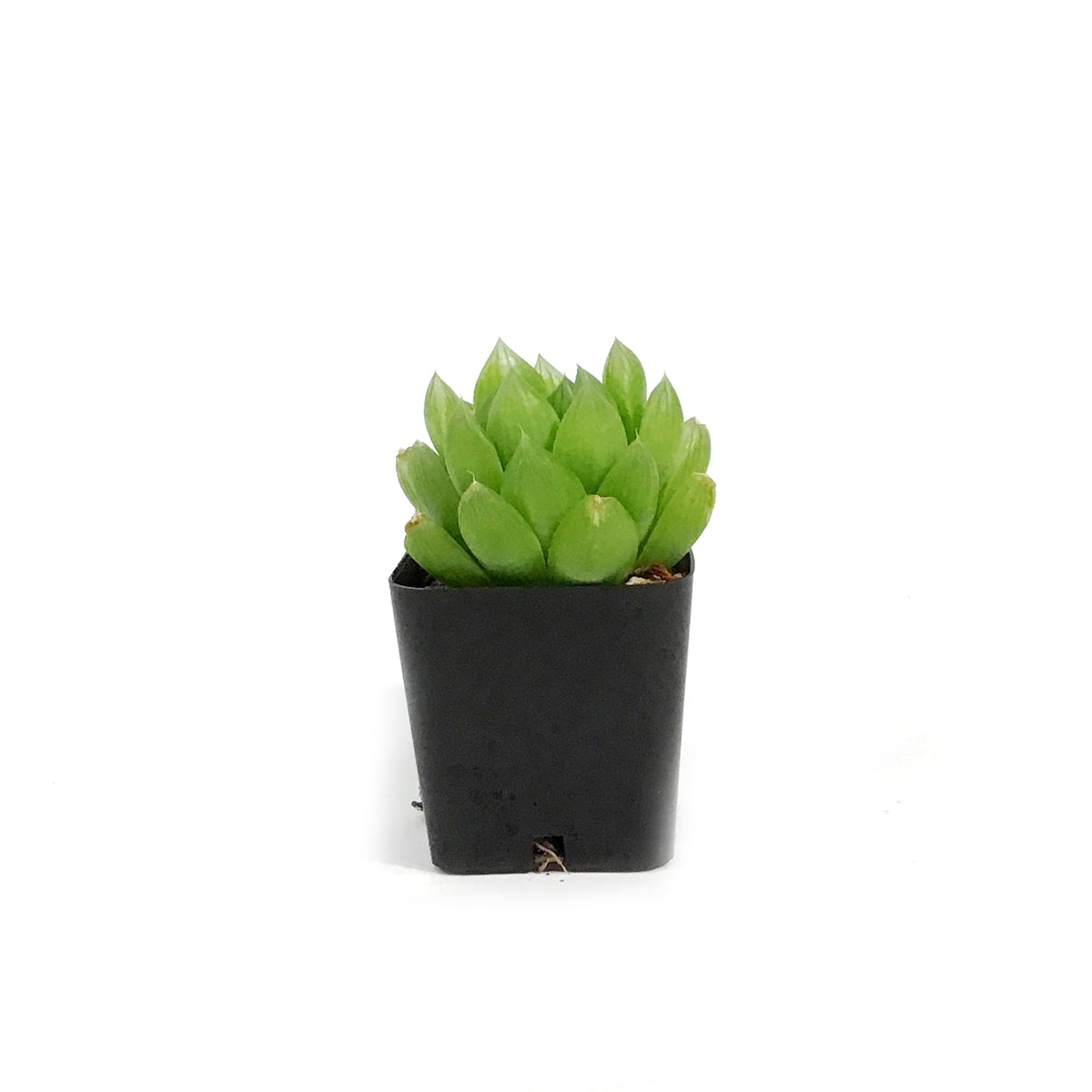 Haworthia, 2in, Cooperi