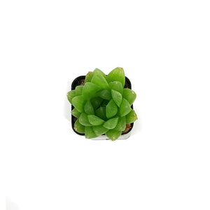 Haworthia, 2in, Cooperi