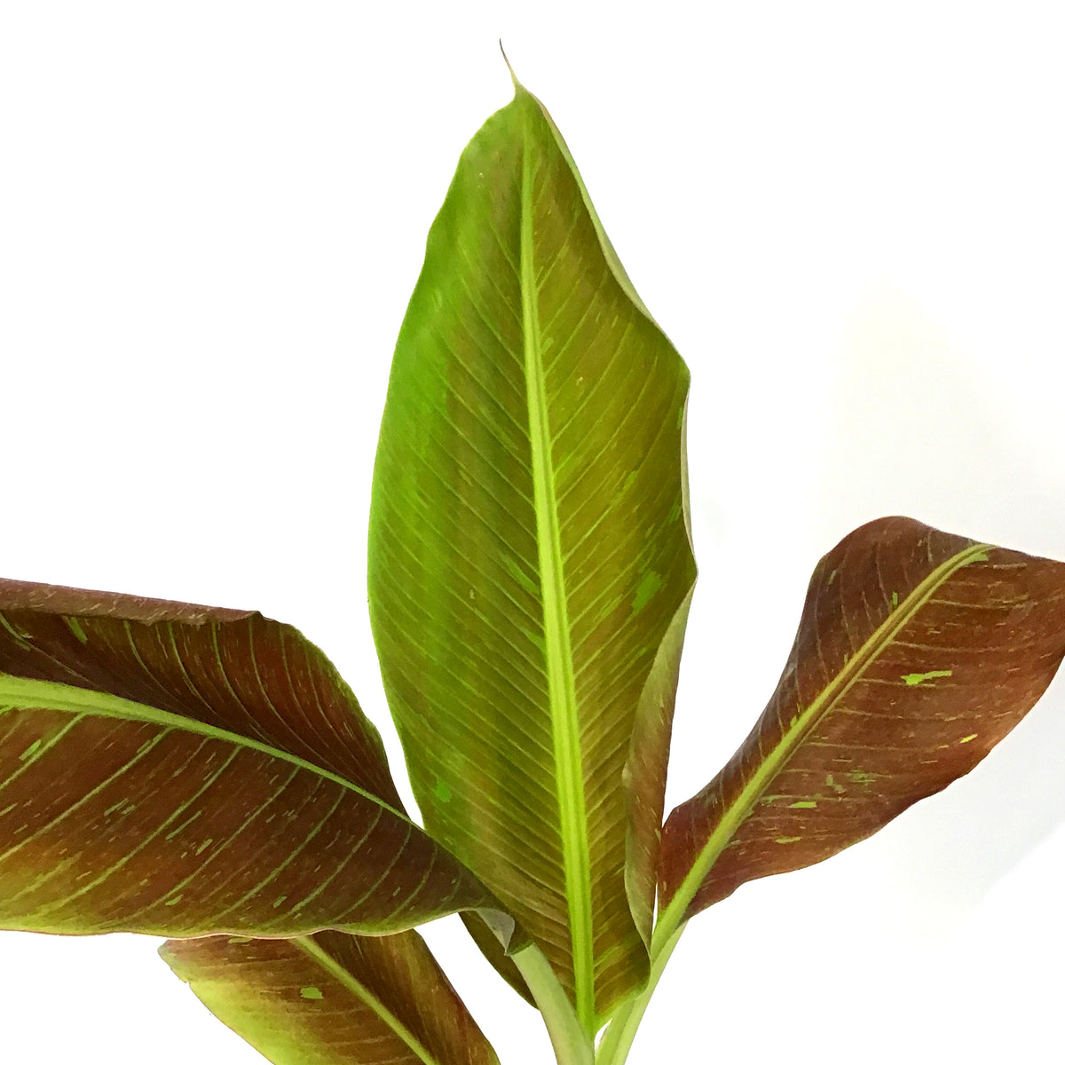 Banana, 4.5in, Siam Ruby