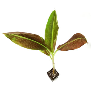Banana, 4.5in, Siam Ruby