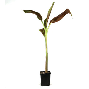 Banana, 4.5in, Siam Ruby