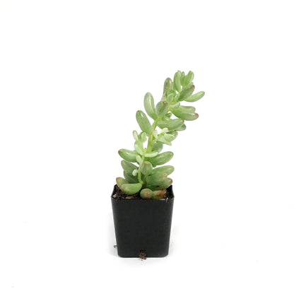 Sedum, 2in, Pink Jelly Beans