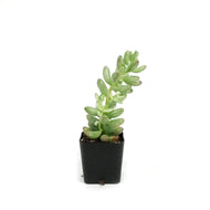 Sedum, 2in, Pink Jelly Beans