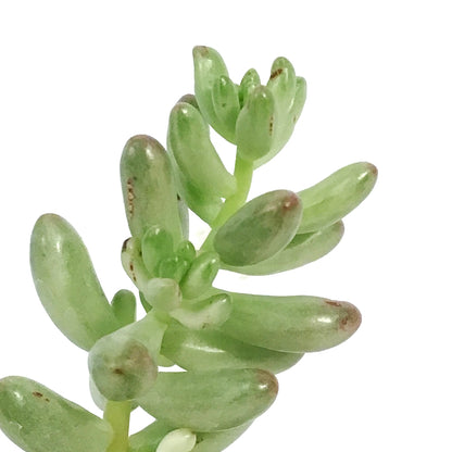 Sedum, 2in, Pink Jelly Beans