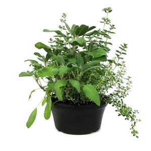 Planter, 8in, Herb Bowl