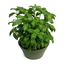 Load image into Gallery viewer, Planter, 8in, Herb Bowl
