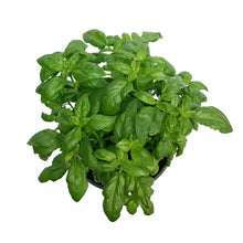 Load image into Gallery viewer, Planter, 8in, Herb Bowl
