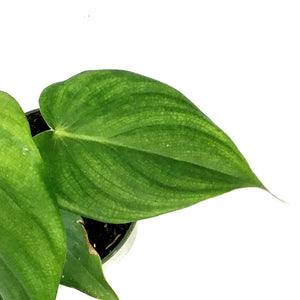 Philodendron, 4in, Mamei Silver Cloud