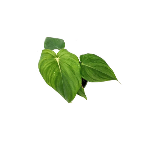 Philodendron, 4in, Mamei Silver Cloud