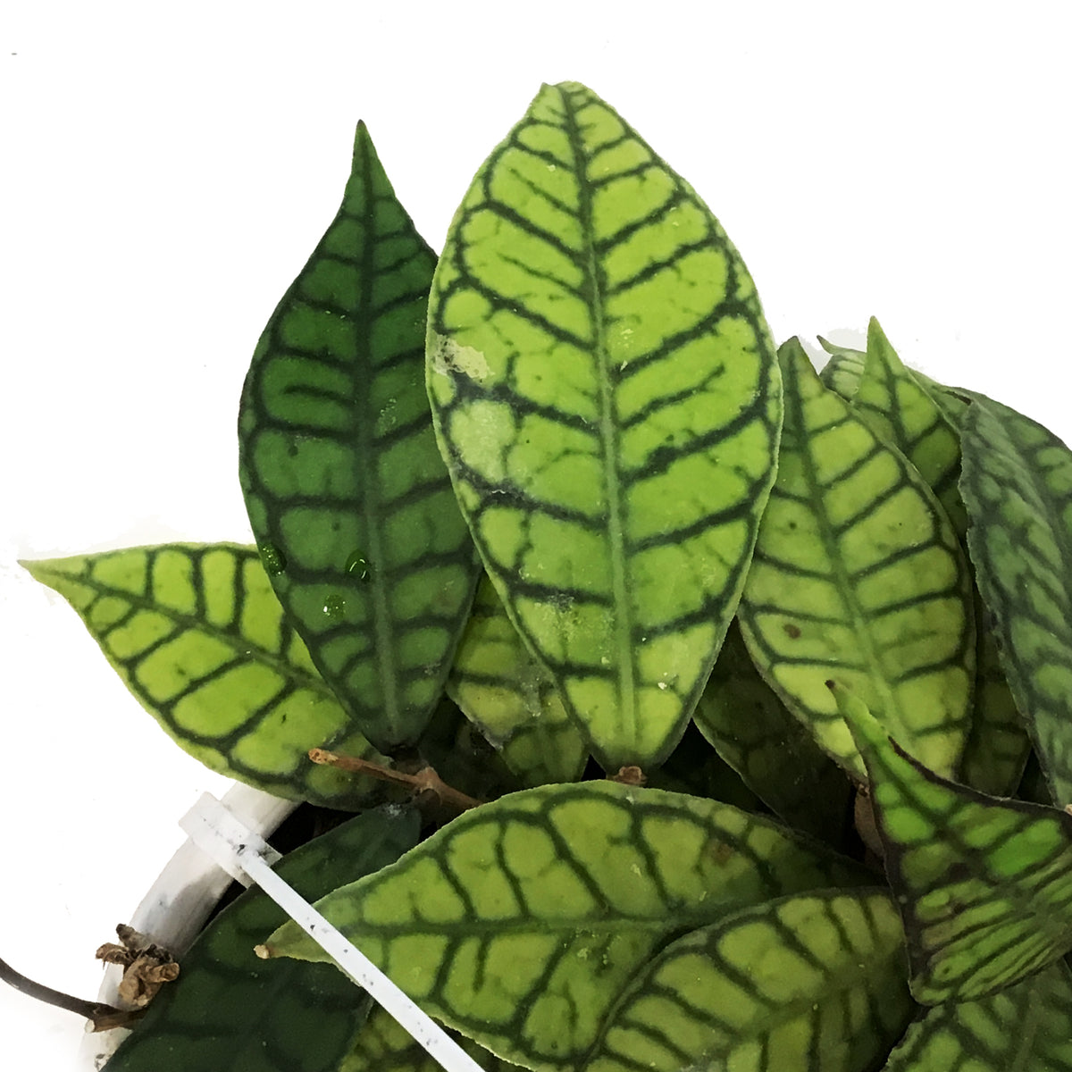 Hoya, 7in HB, Callistophylla