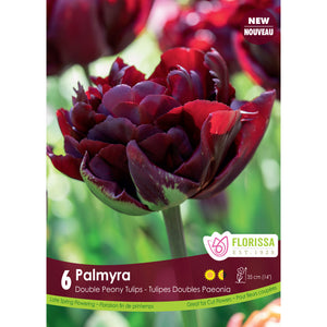 Tulip, Double Peony - Palmyra Bulbs, 6 Pack