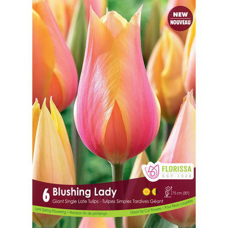 Tulip, Giant Single - Blushing Lady Bulbs, 6 Pack