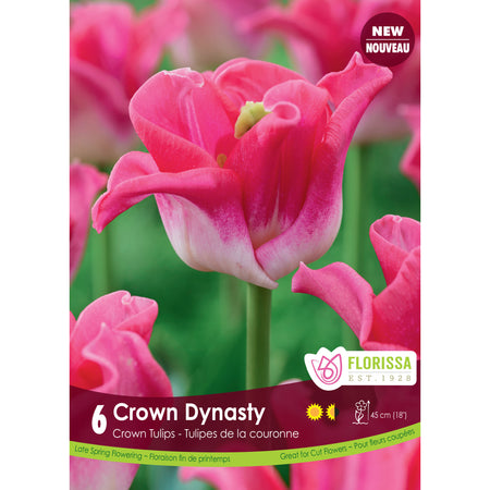 Tulip, Crown - Crown Dynasty Bulbs, 6 Pack