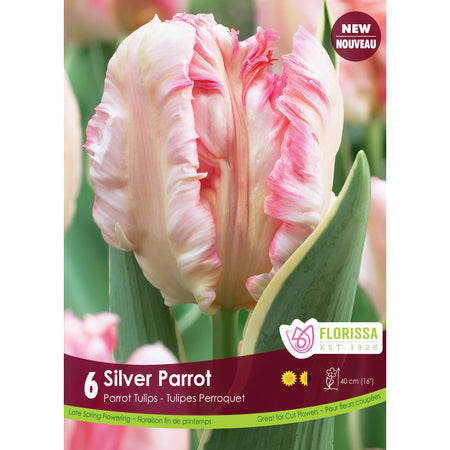 Tulip, Parrot - Silver Parrot Bulbs, 6 Pack