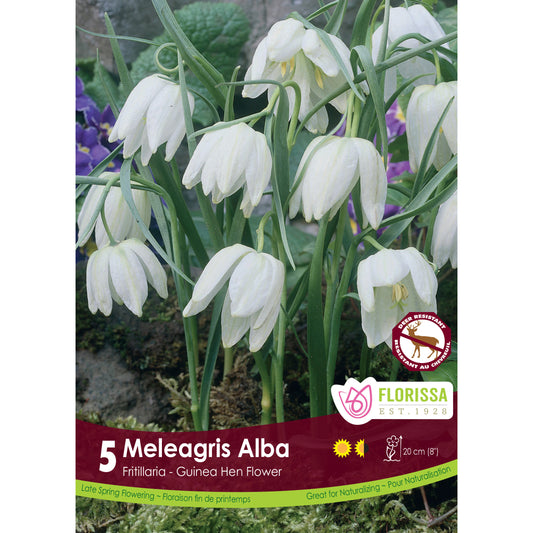 Fritillaria - Meleagris Alba Bulbs, 5 Pack