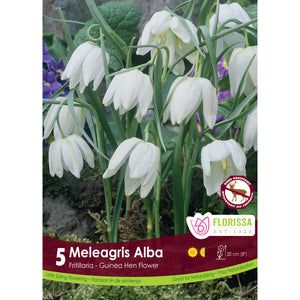 Fritillaria - Meleagris Alba Bulbs, 5 Pack