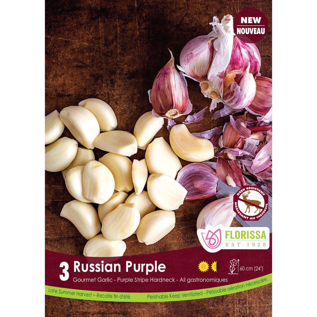 Garlic - Russian Purple Bulbs, 3 Pack