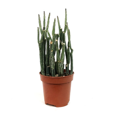 Pickle Plant, 4in, Senecio stapeliiformis