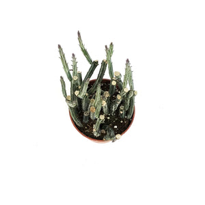 Pickle Plant, 4in, Senecio stapeliiformis