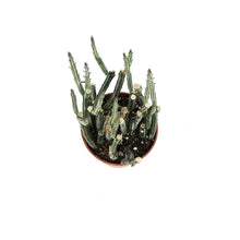 Load image into Gallery viewer, Pickle Plant, 4in, Senecio stapeliiformis

