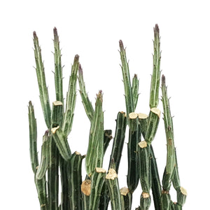 Pickle Plant, 4in, Senecio stapeliiformis