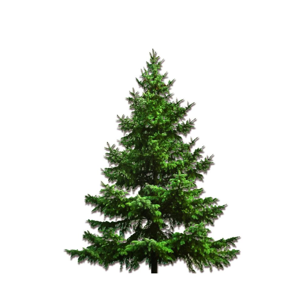 Christmas Tree, 7-8ft, Fraser Fir