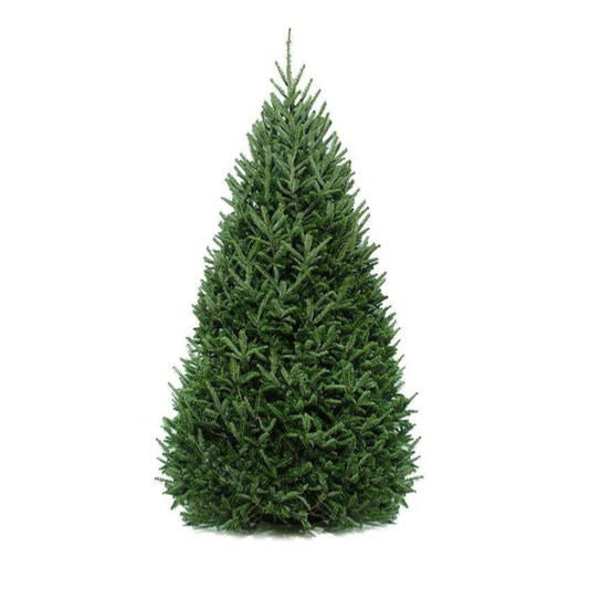 Christmas Tree, 9-10ft, Balsam Fir