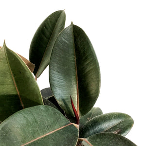 Ficus, 12in, Burgundy Standard