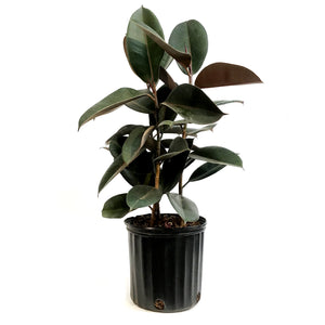Ficus, 12in, Burgundy Standard