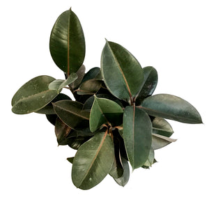Ficus, 12in, Burgundy Standard