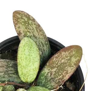 Hoya, 4in, Sigillatis