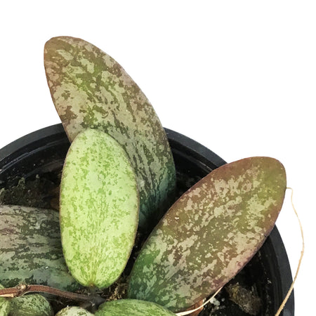 Hoya, 4in, Sigillatis