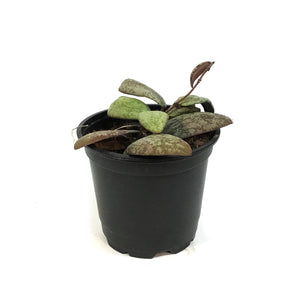 Hoya, 4in, Sigillatis