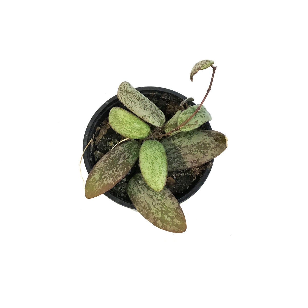 Hoya, 4in, Sigillatis