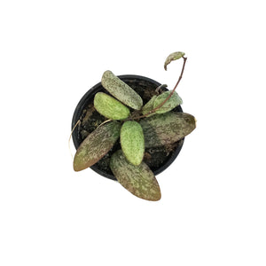Hoya, 4in, Sigillatis