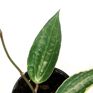 Hoya, 4in, Latifolia
