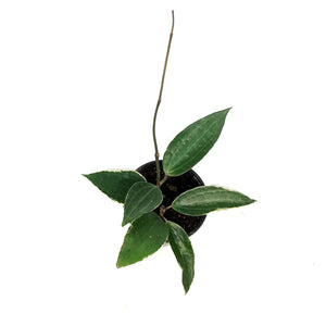 Hoya, 4in, Latifolia