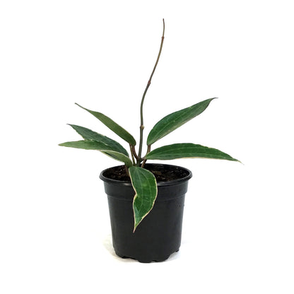 Hoya, 4in, Latifolia